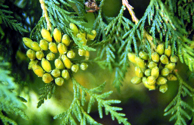 Thuja Occidentalis