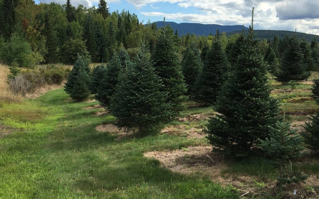 Balsam Fir