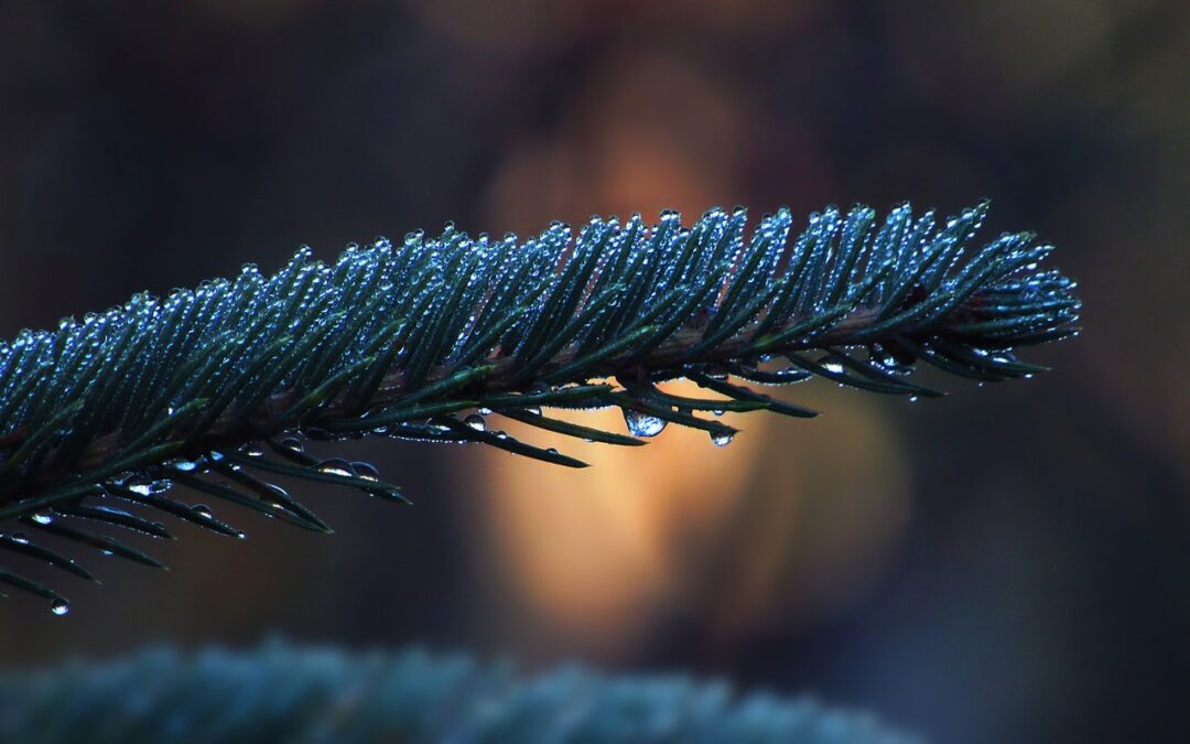 Blue Spruce