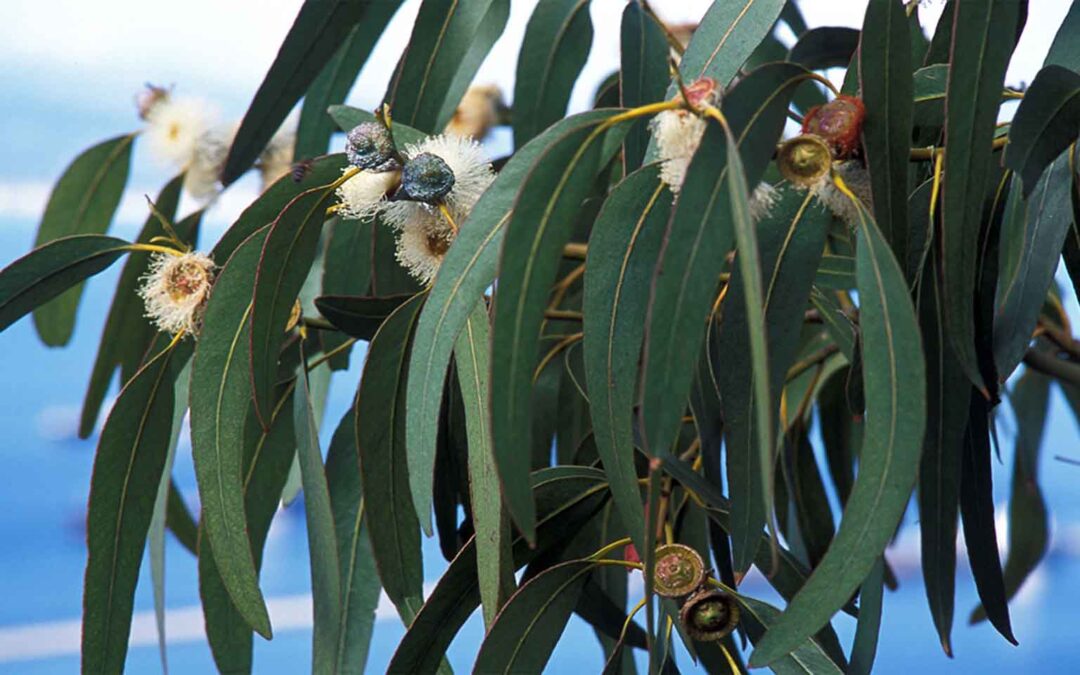 Eukalyptus guľatoplodý / Globus