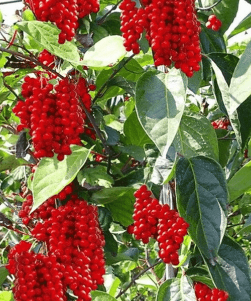 Schisandra