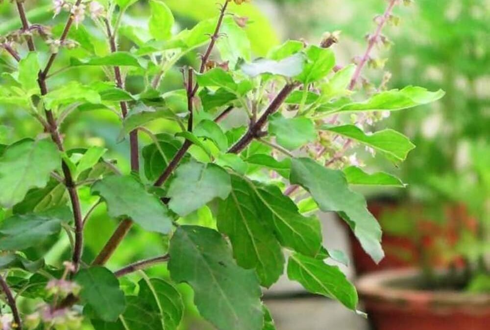 Tulsi