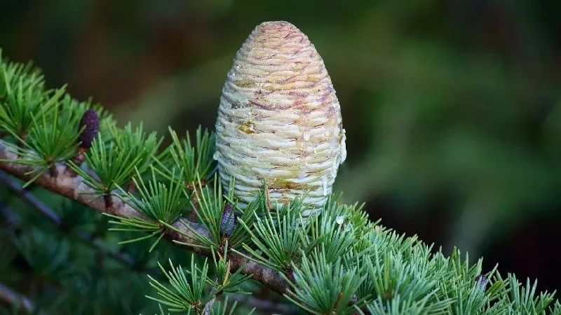 Silver fir