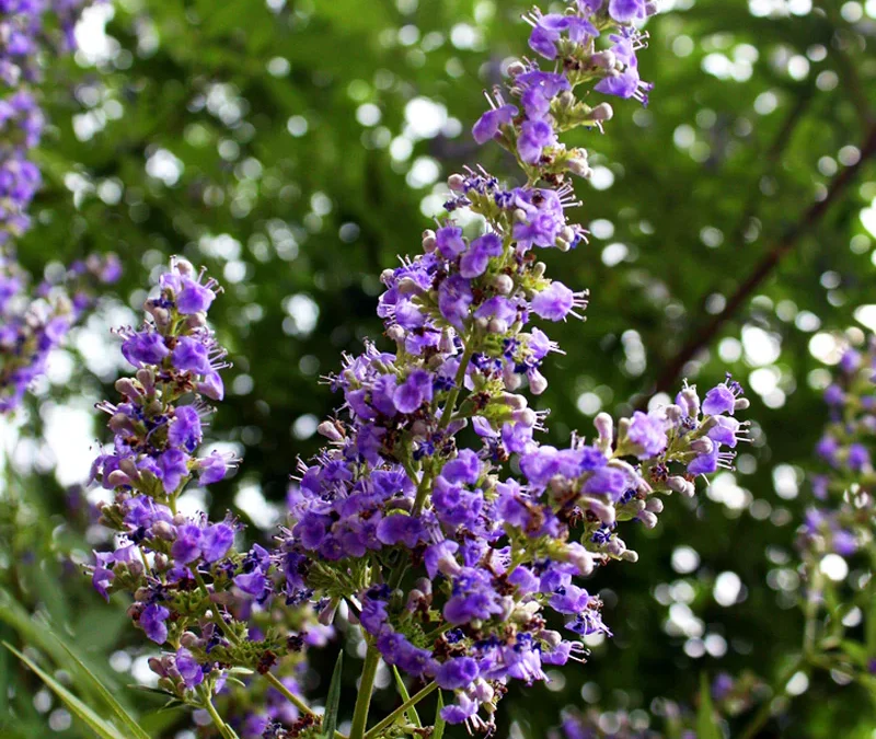 Vitex
