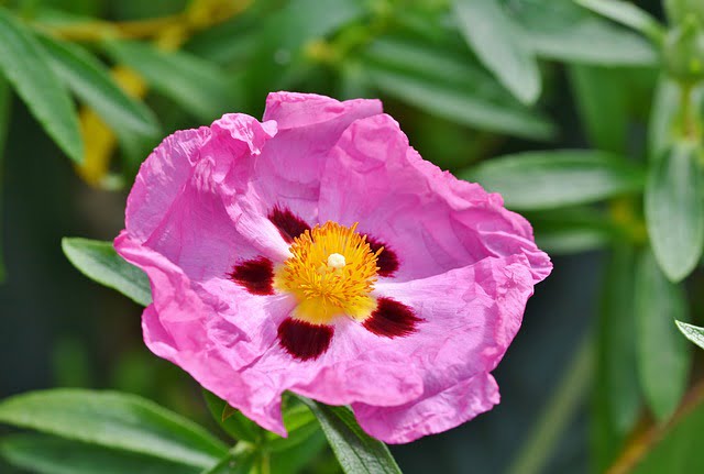Cistus