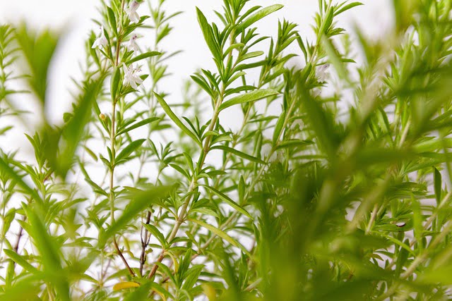 Summer Savory